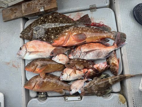 カサゴの釣果
