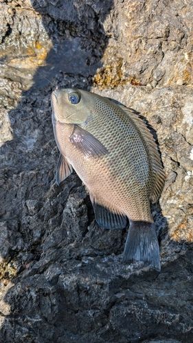 グレの釣果