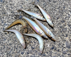 シロギスの釣果