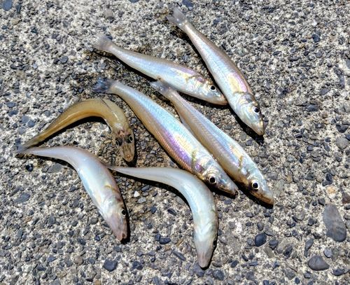 シロギスの釣果