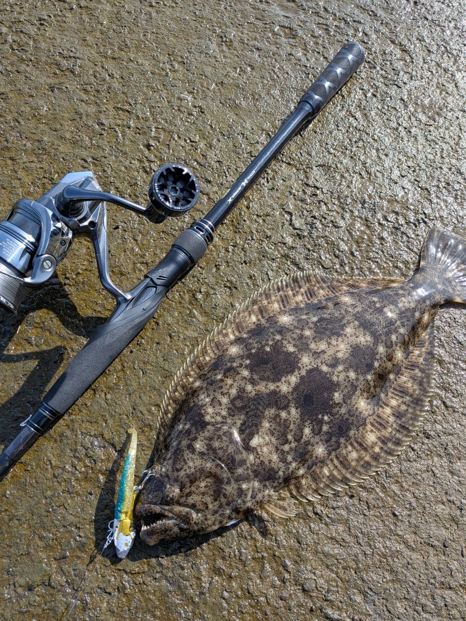 ヒラメの釣果写真