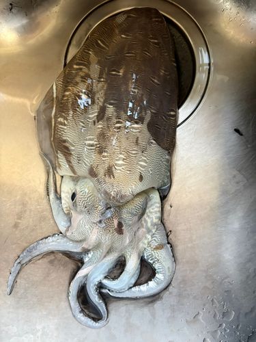 コウイカの釣果