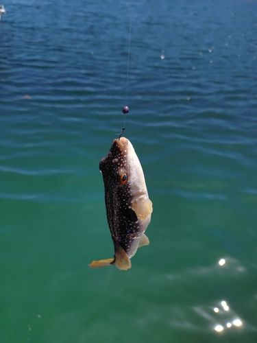フグの釣果
