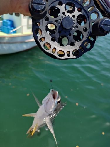 キビレの釣果