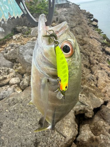 メッキの釣果