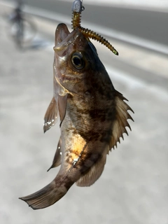 メバルの釣果
