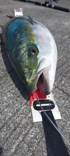 ハマチの釣果