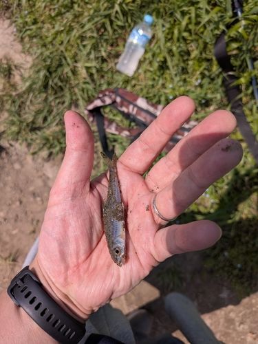 モロコの釣果