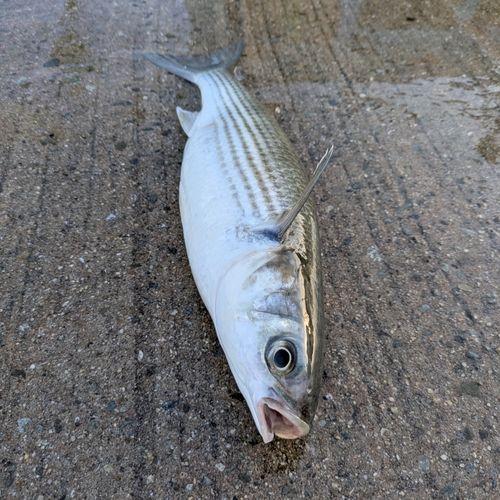 ボラの釣果