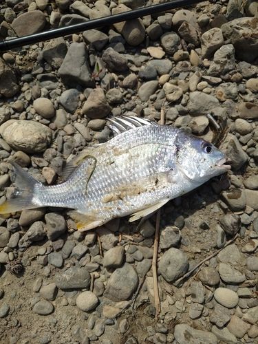 キビレの釣果