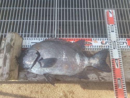イシダイの釣果