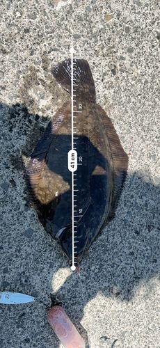 クロガシラガレイの釣果