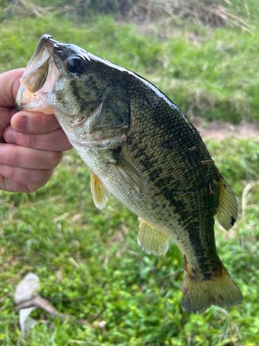 つりぼり不動池で釣れたブラックバスの釣り・釣果情報 - アングラーズ