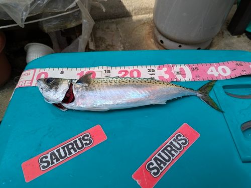 サバの釣果