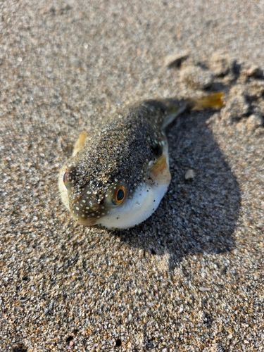 フグの釣果