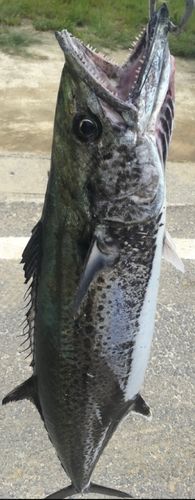 サワラの釣果