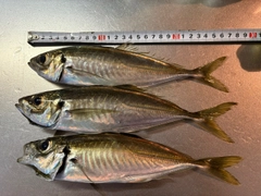 アジの釣果