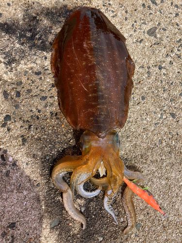 アオリイカの釣果