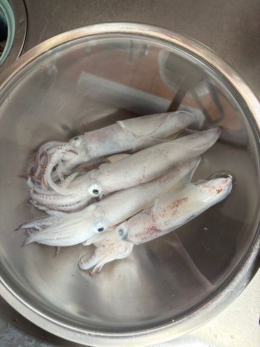 ヒイカの釣果