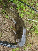 ナマズの釣果