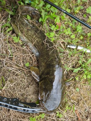 ナマズの釣果
