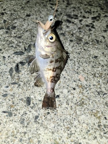 メバルの釣果