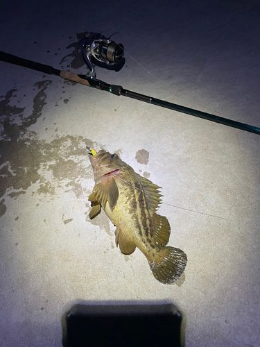 シマソイの釣果