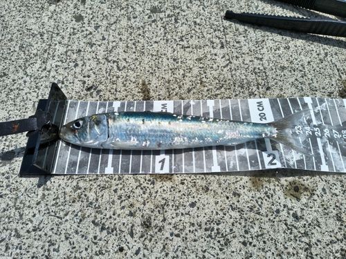 マイワシの釣果