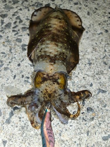 アオリイカの釣果