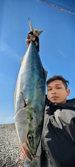 ブリの釣果