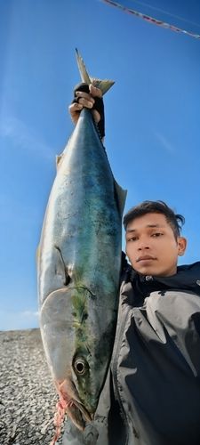 ブリの釣果