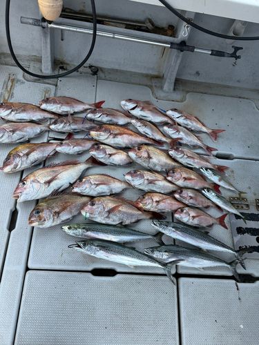 マダイの釣果