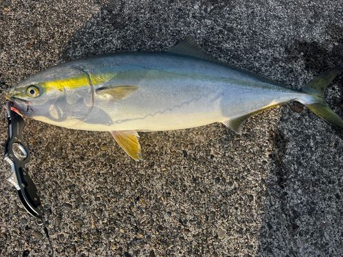 ブリの釣果