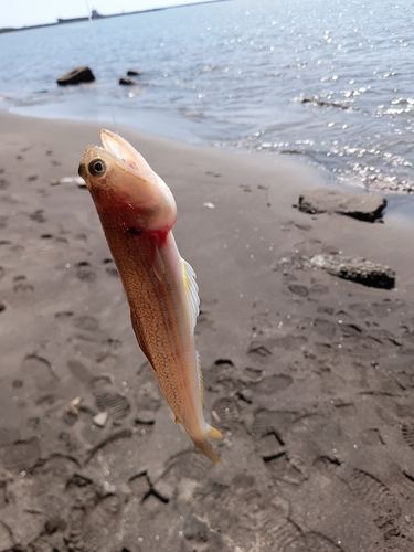 エソの釣果