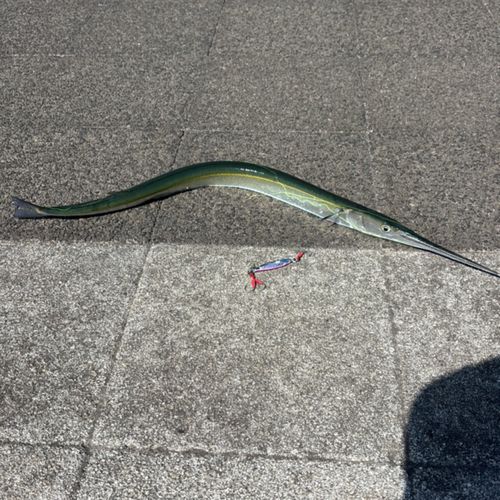 ダツの釣果