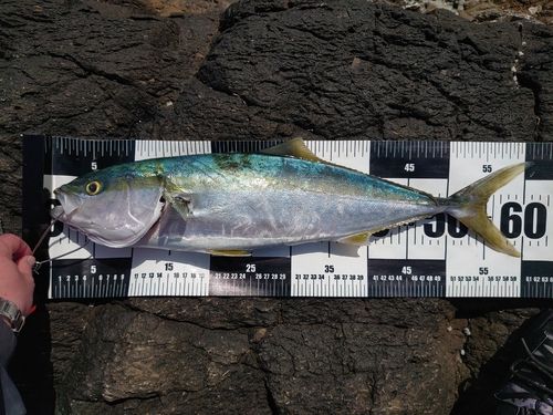 ワラサの釣果