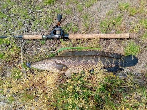 ライギョの釣果