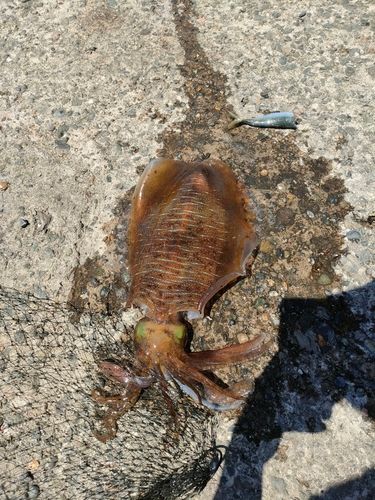 アオリイカの釣果