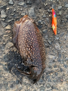 シリヤケイカの釣果