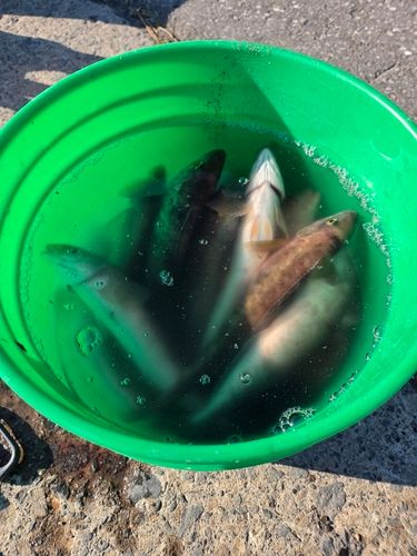 ホッケの釣果