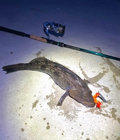 アイナメの釣果