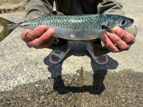 サバの釣果