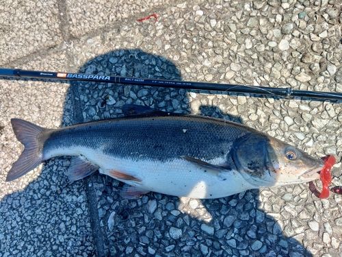 マルタウグイの釣果