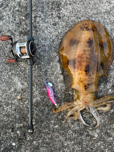 アオリイカの釣果