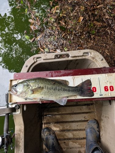 ブラックバスの釣果