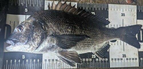 チヌの釣果