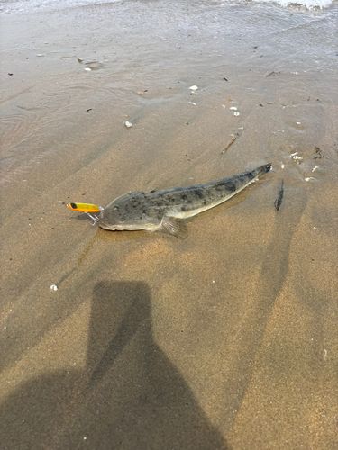 マゴチの釣果