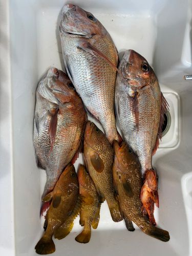 マダイの釣果