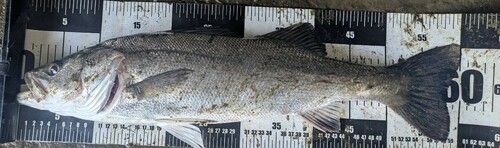 スズキの釣果