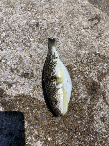 クサフグの釣果